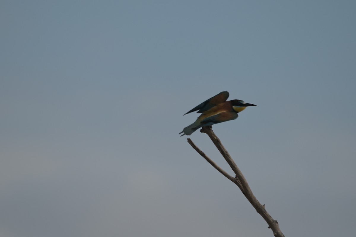 European Bee-eater - ML620062474