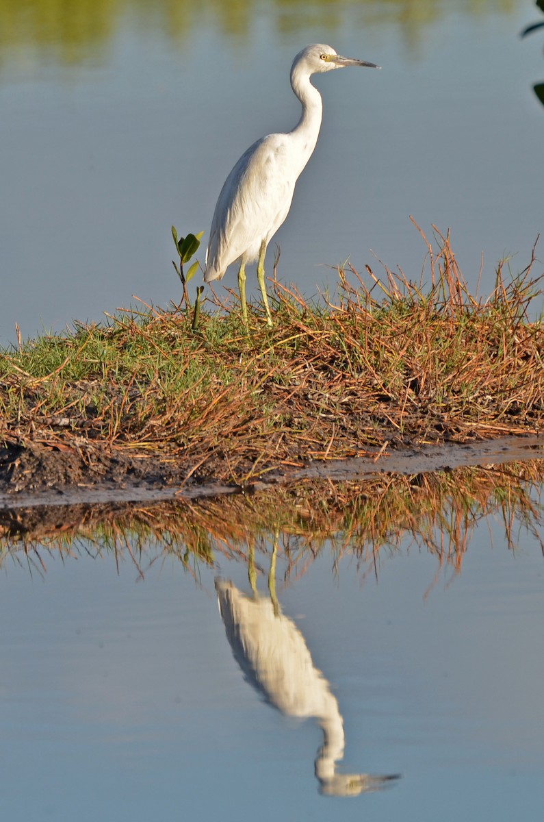 Little Blue Heron - ML620062480