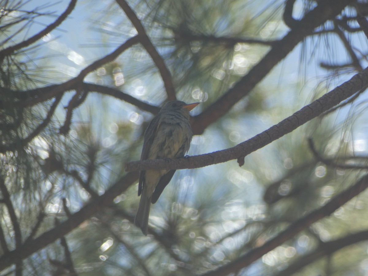 Greater Pewee - ML620062486