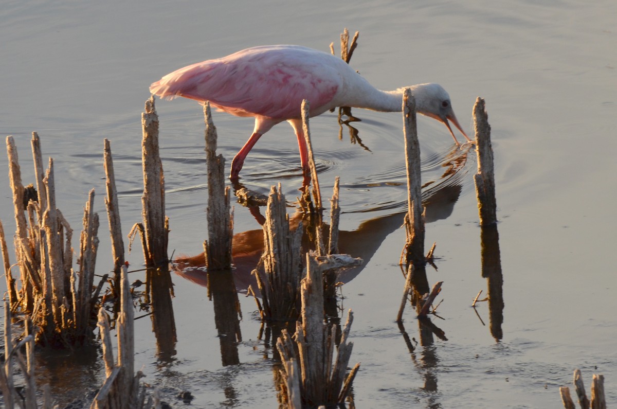 Roseate Spoonbill - ML620062493