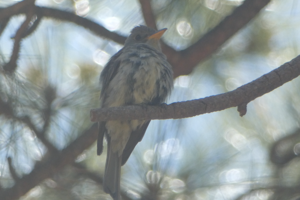 Greater Pewee - ML620062495