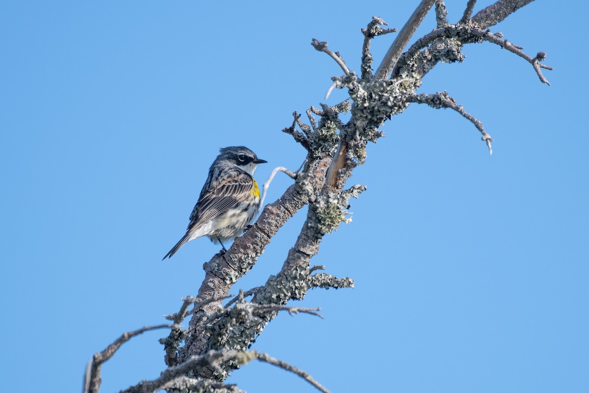 Yellow-rumped Warbler - ML620062496