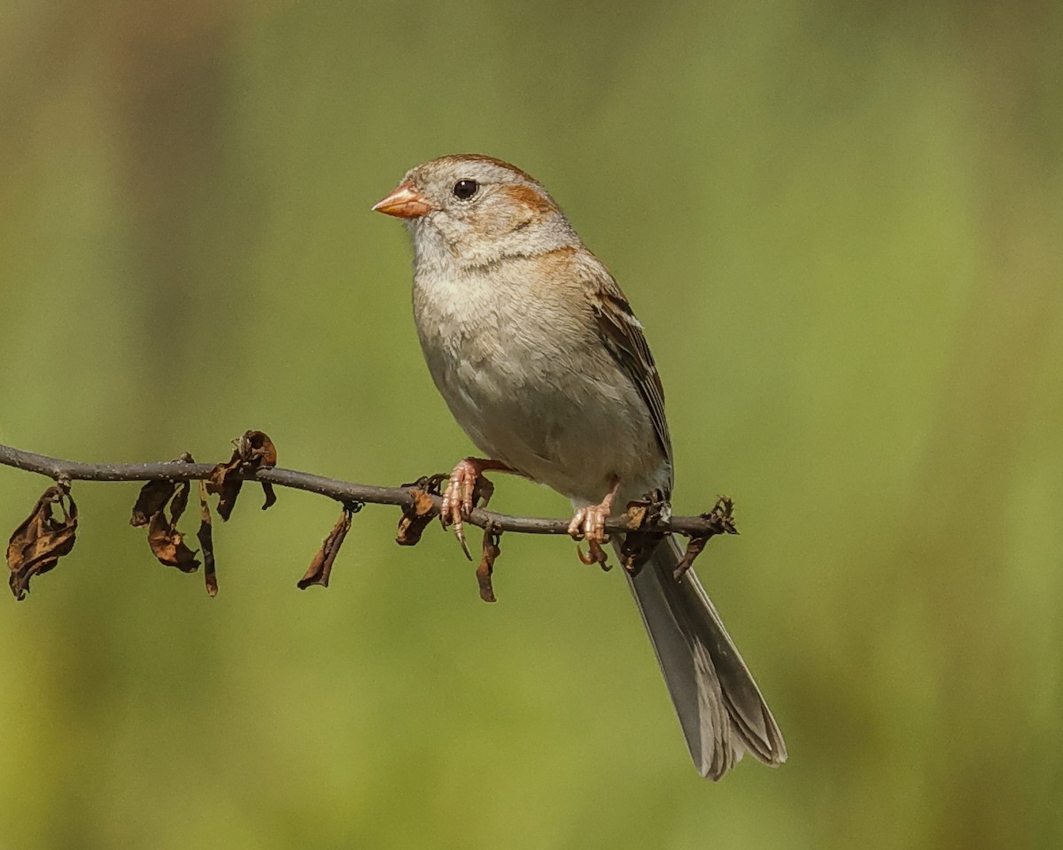 Field Sparrow - Pat Draisey