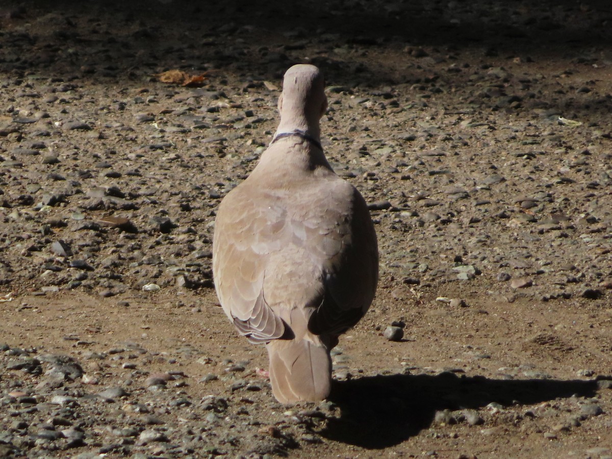 Eurasian Collared-Dove - ML620062503