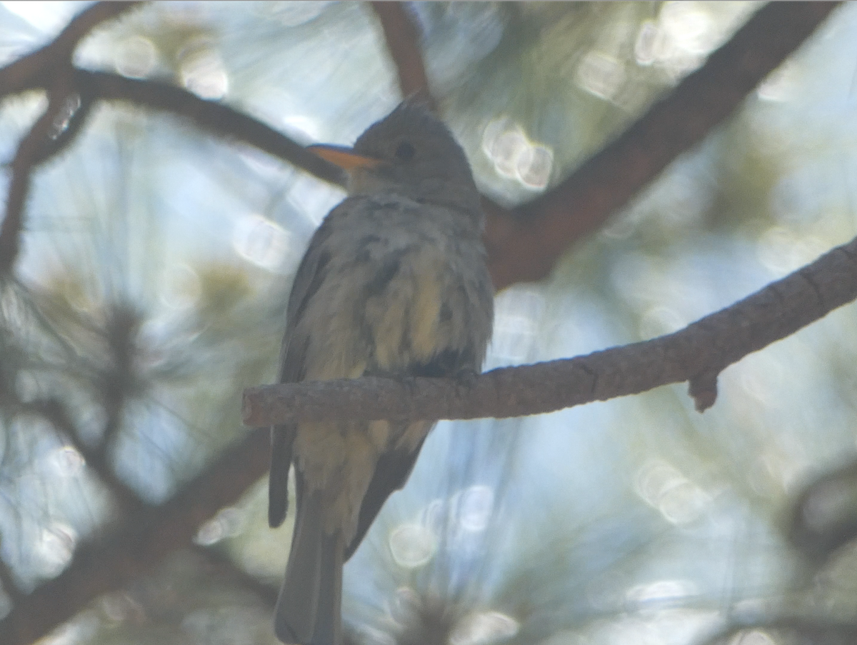 Greater Pewee - ML620062505