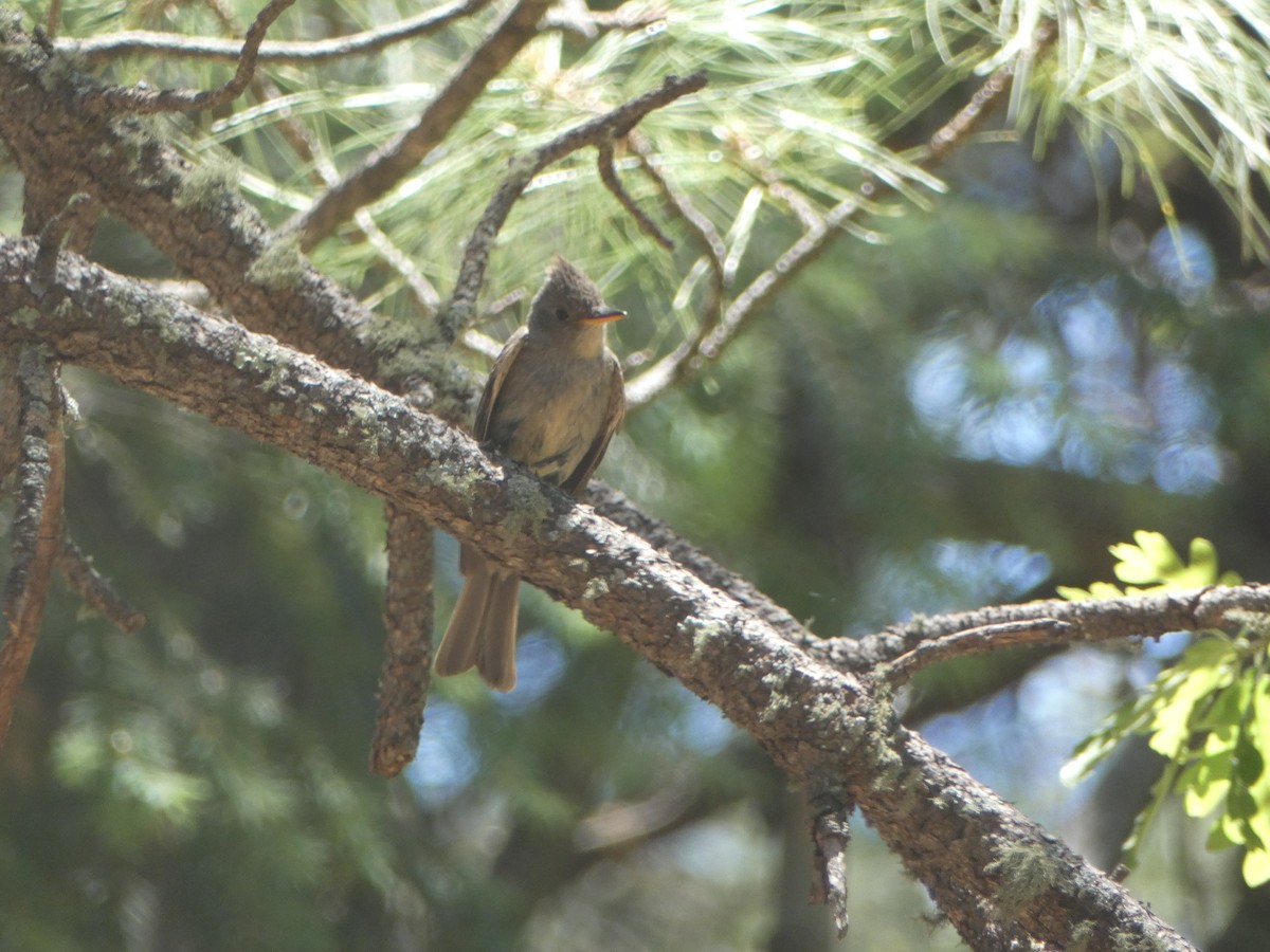 Greater Pewee - ML620062510