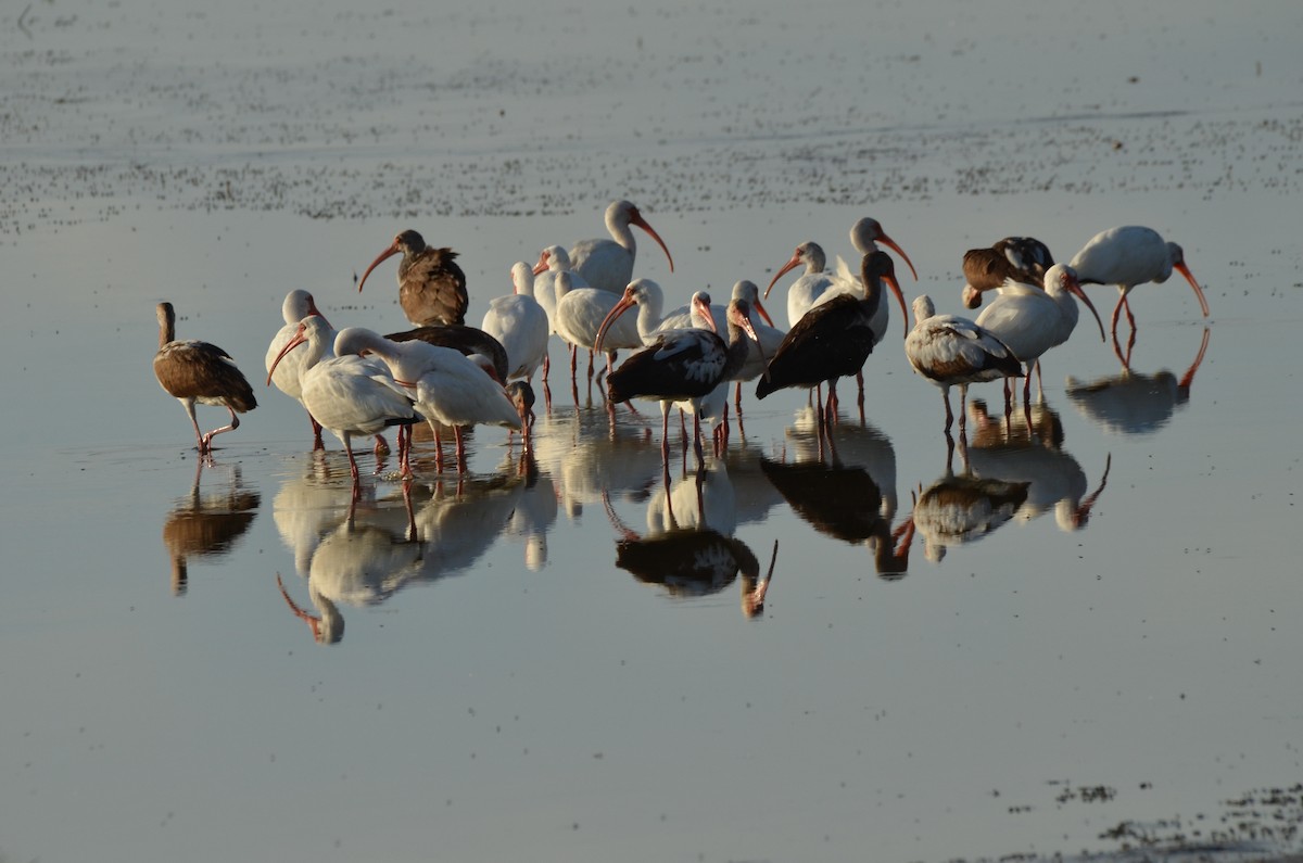 ibis bílý - ML620062513