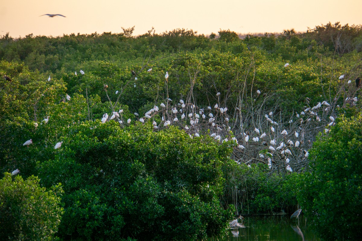 Ibis blanc - ML620062516