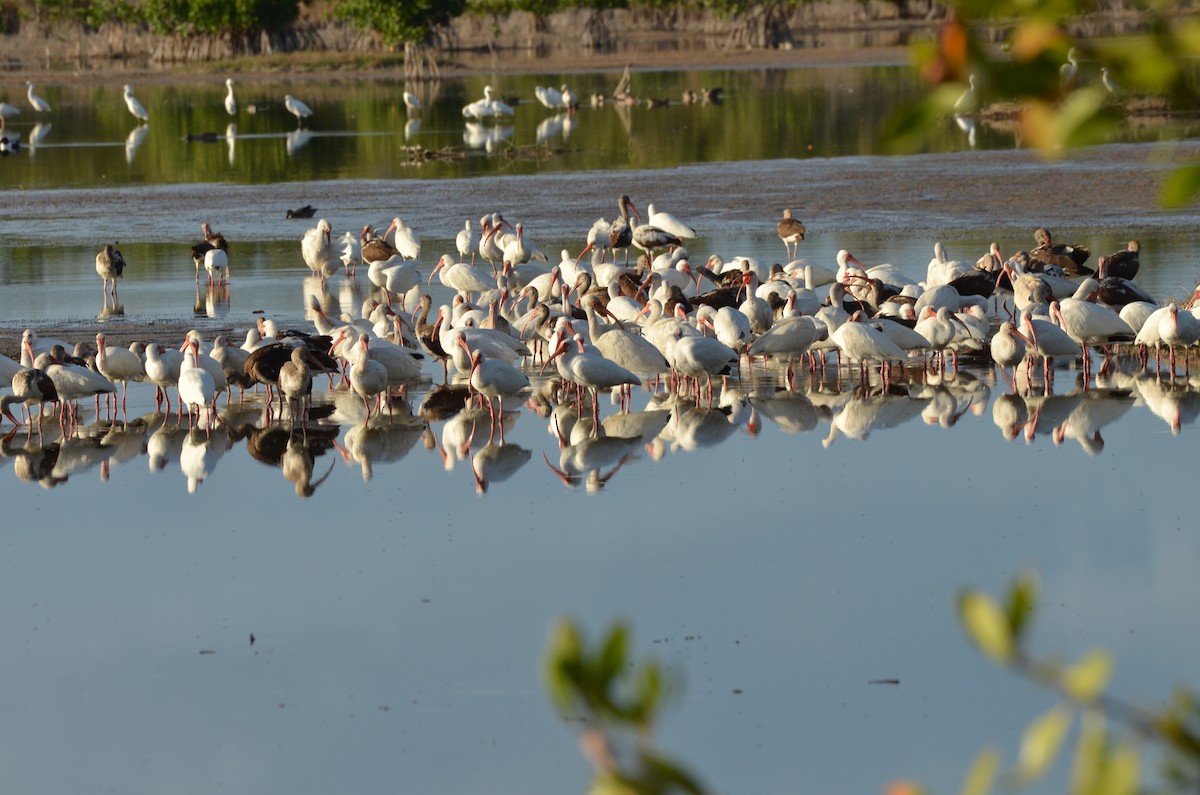 White Ibis - ML620062517