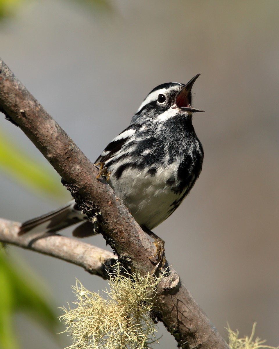 Black-and-white Warbler - ML620062528