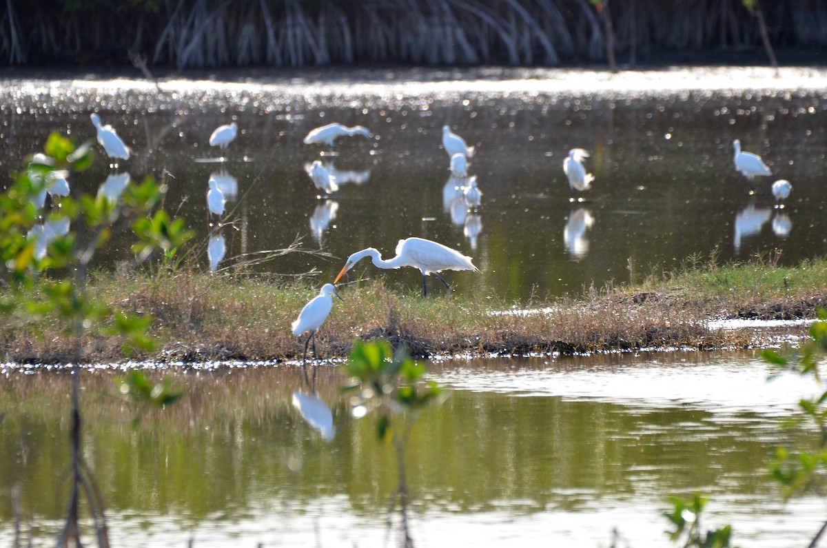 Great Egret - ML620062532