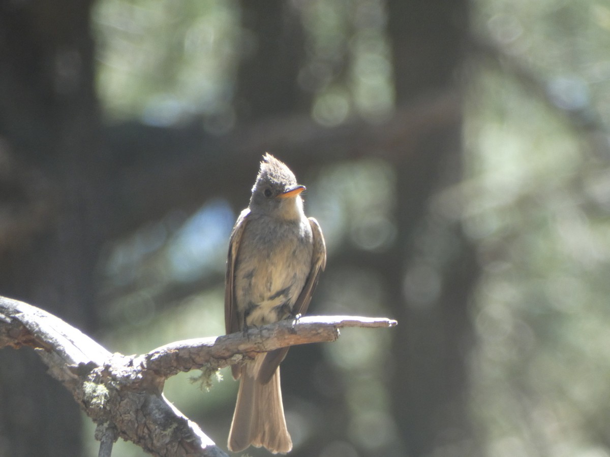 Greater Pewee - ML620062541