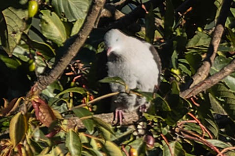 Mountain Imperial-Pigeon - ML620062543