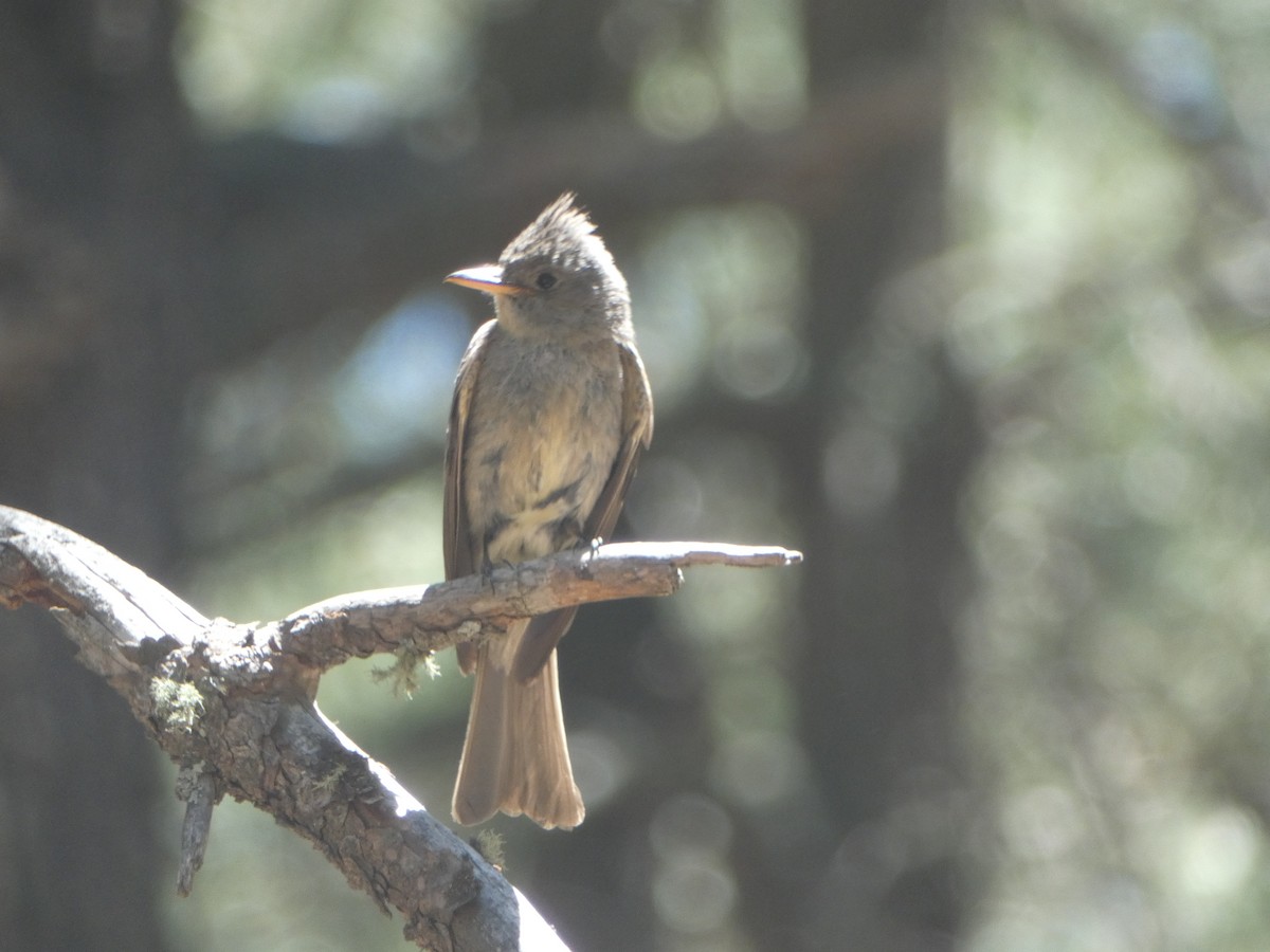 Greater Pewee - ML620062544