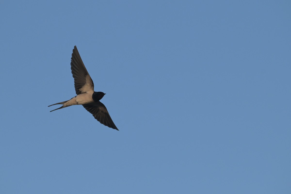 Barn Swallow - ML620062553
