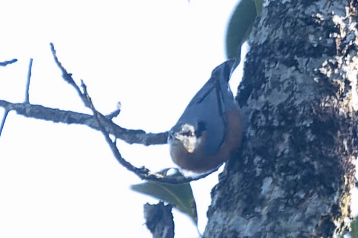White-tailed Nuthatch - ML620062555