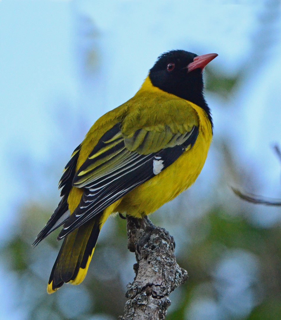 African Black-headed Oriole - ML620062565