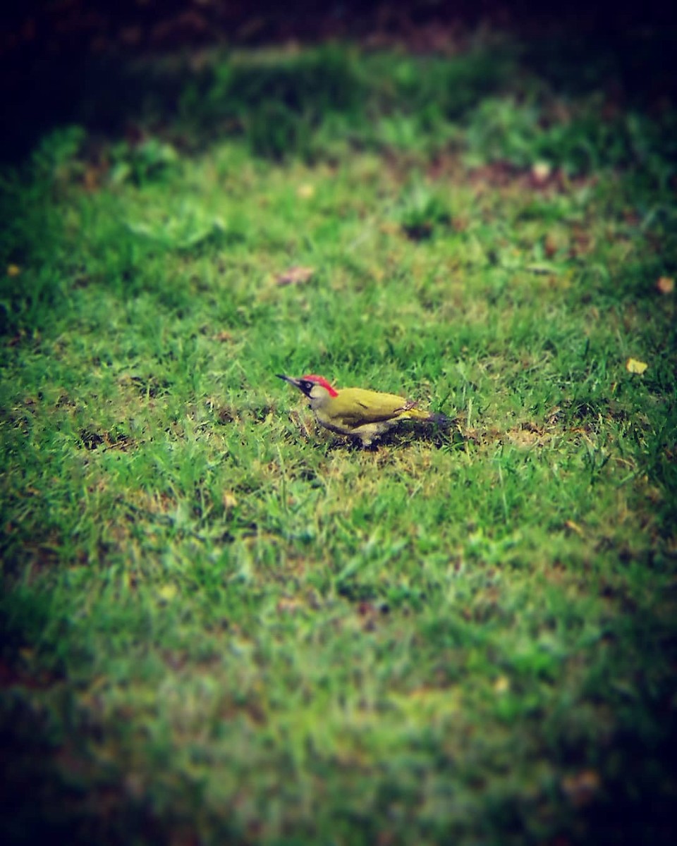 Eurasian Green Woodpecker - ML620062568