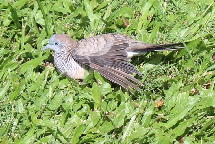 Zebra Dove - ML620062577