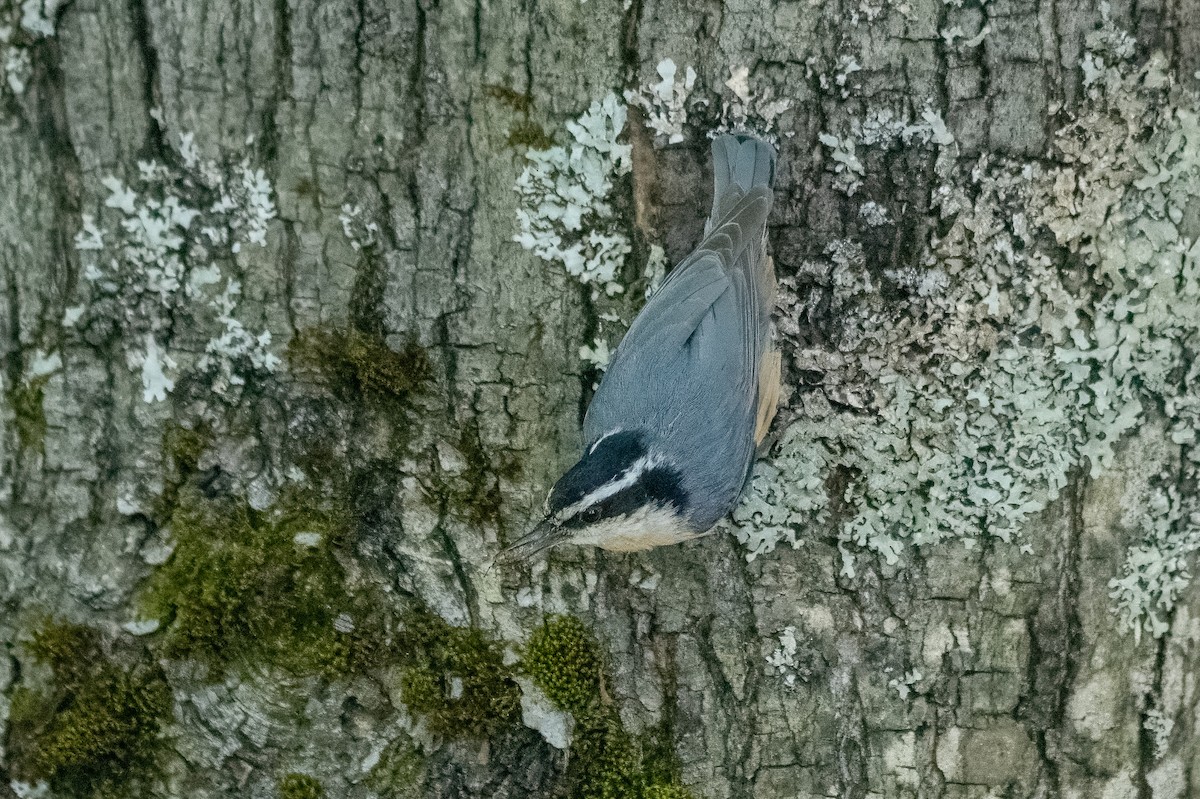 Red-breasted Nuthatch - ML620062579