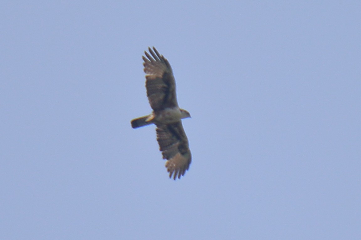 Rufous-bellied Eagle - ML620062582