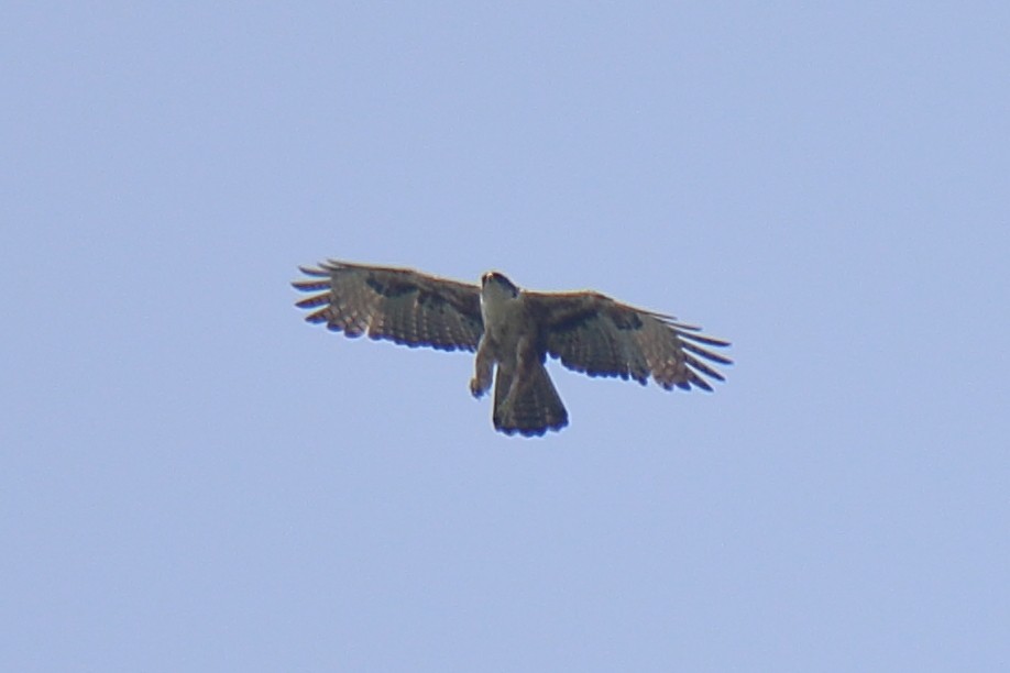 Rufous-bellied Eagle - ML620062583
