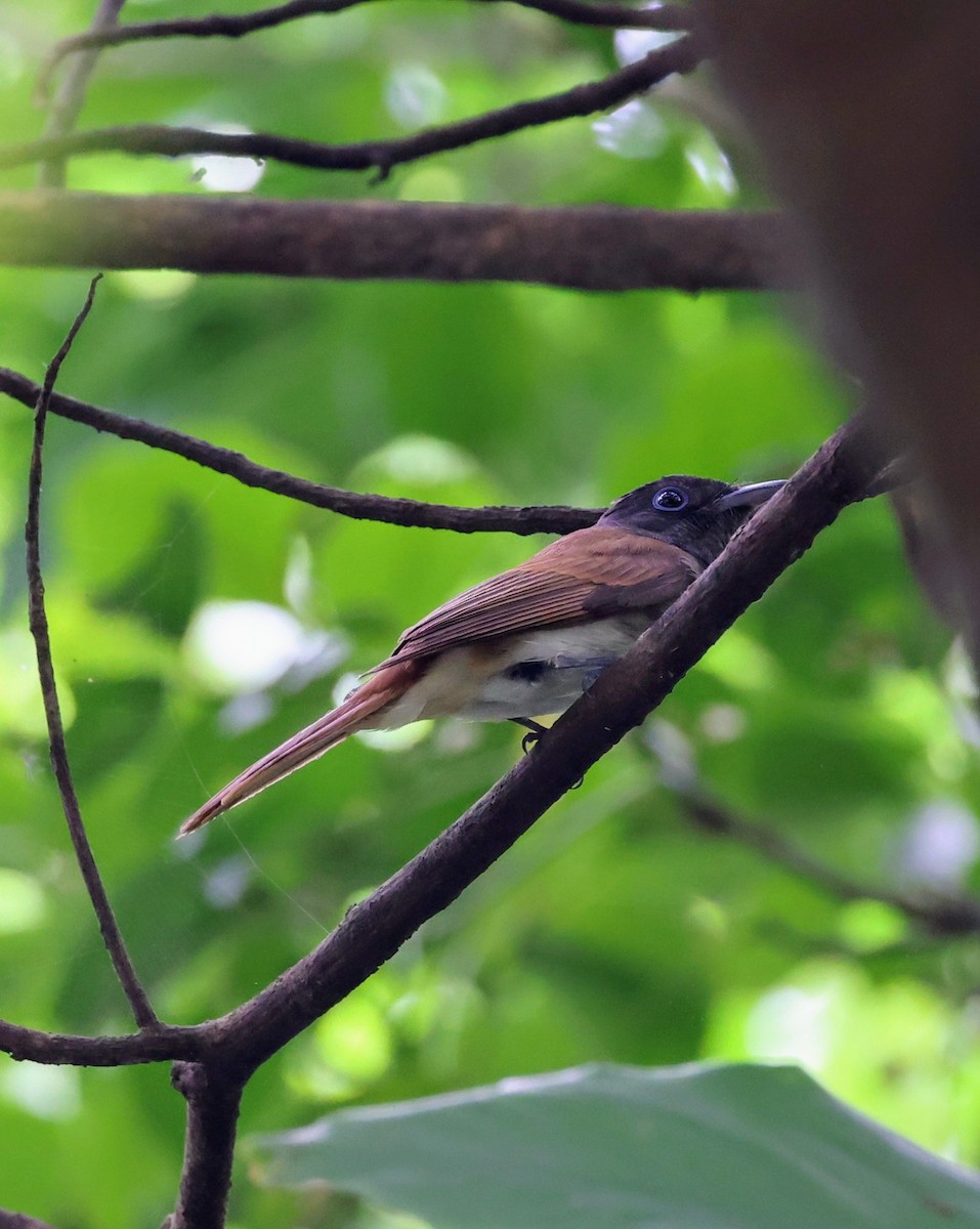 Black Paradise-Flycatcher - ML620062584
