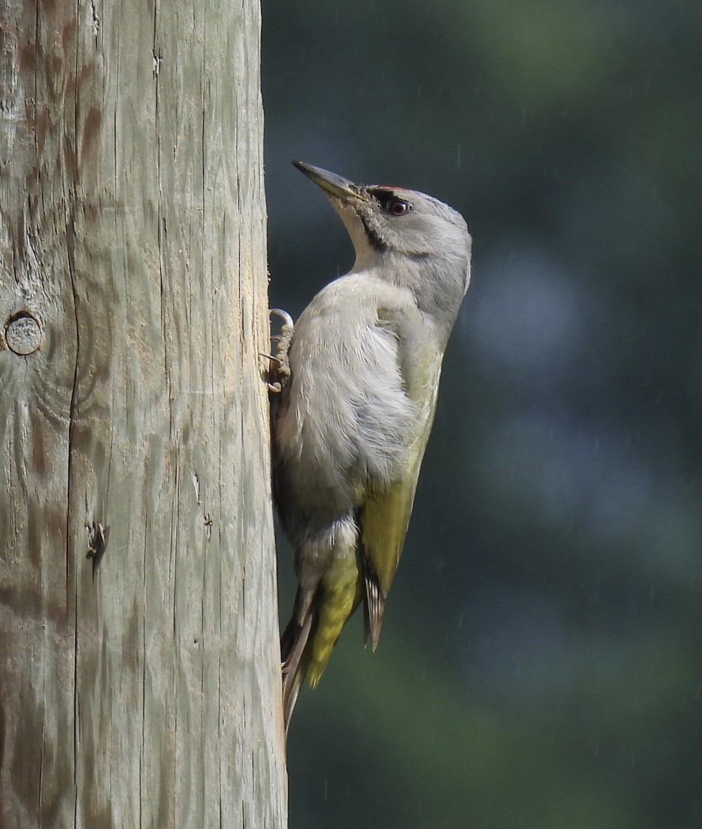 Gray-headed Woodpecker - ML620062592