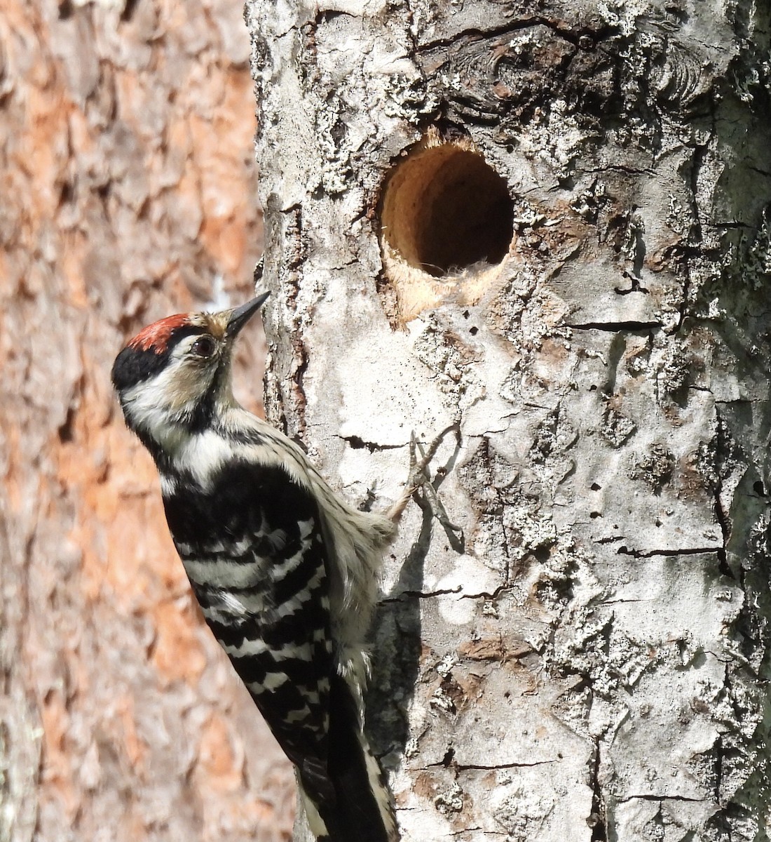 Lesser Spotted Woodpecker - ML620062605