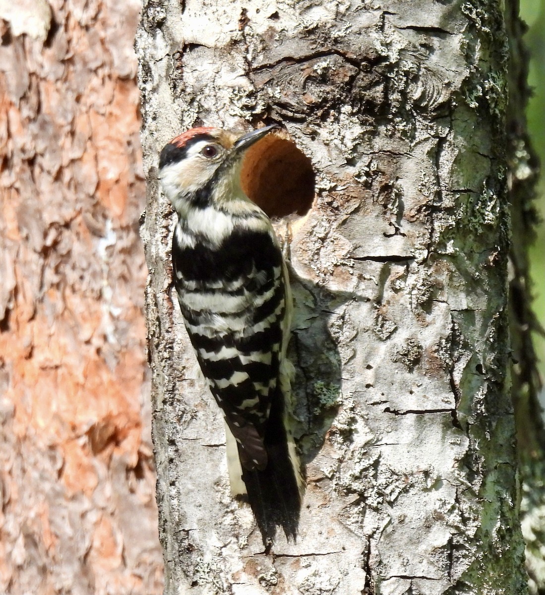 Lesser Spotted Woodpecker - ML620062606