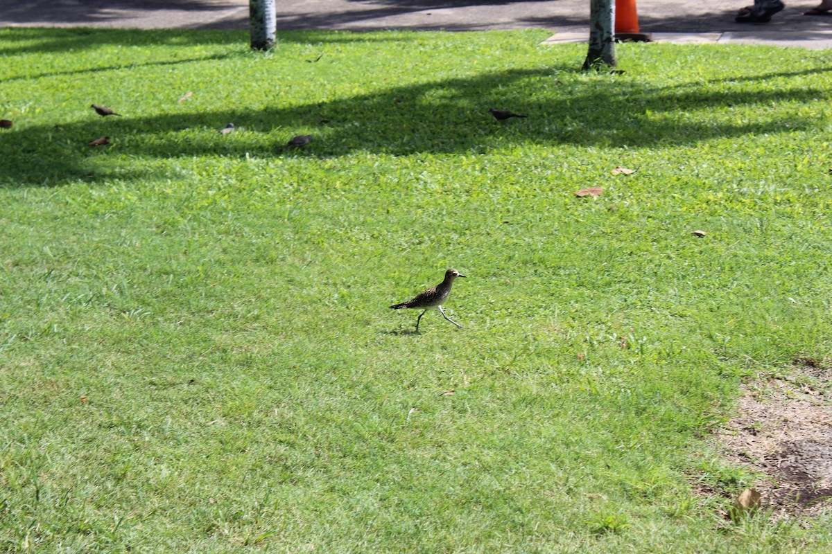 Pacific Golden-Plover - ML620062611