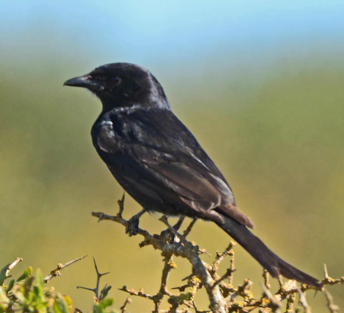 Fork-tailed Drongo - ML620062615