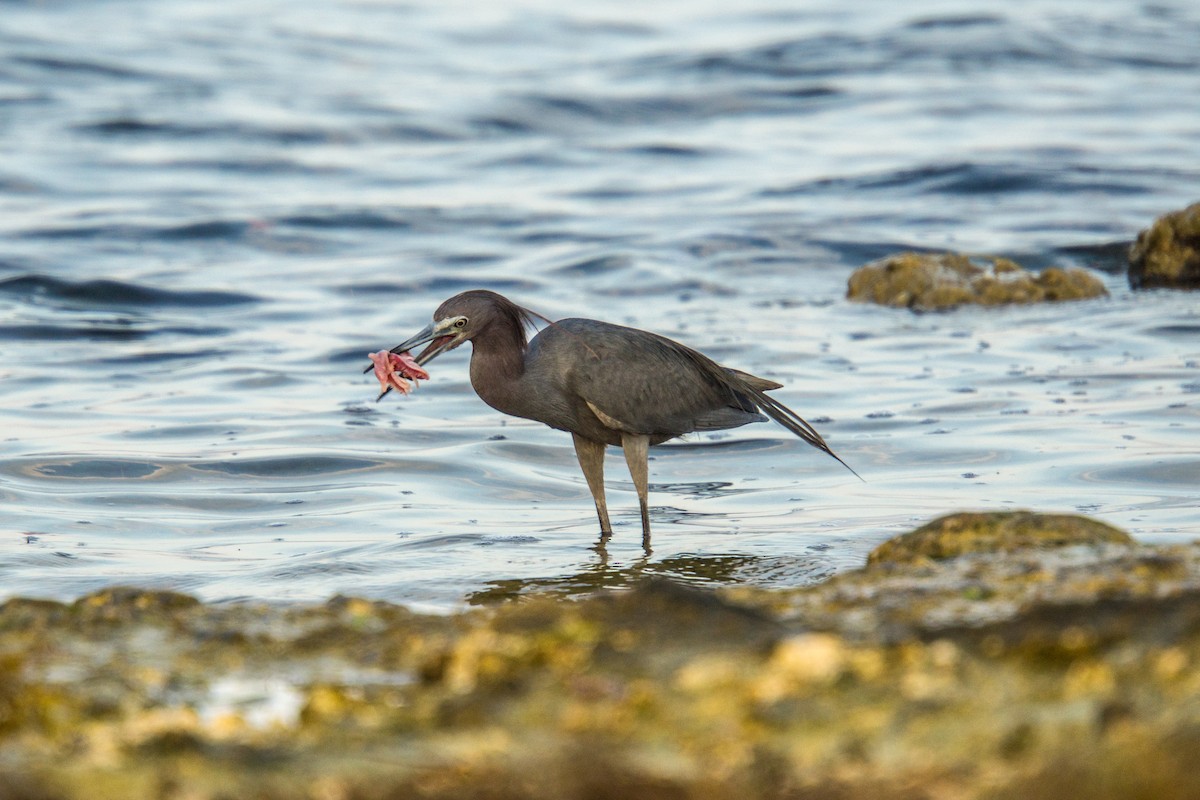 Little Blue Heron - ML620062632