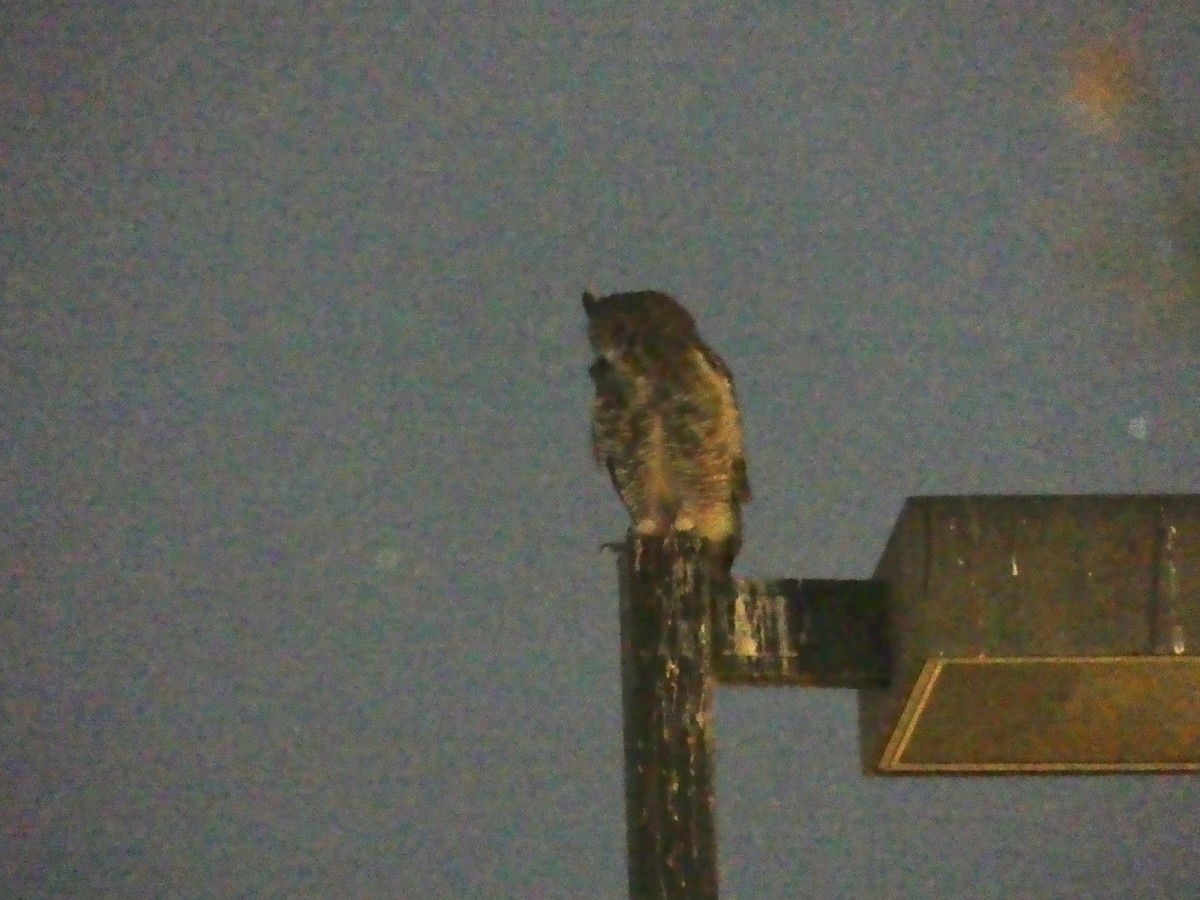Great Horned Owl - ML620062637