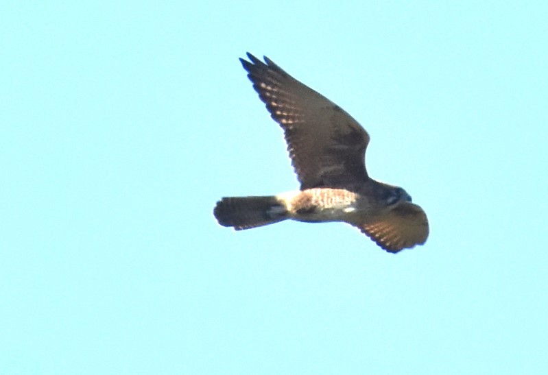 Brown Goshawk - ML620062654