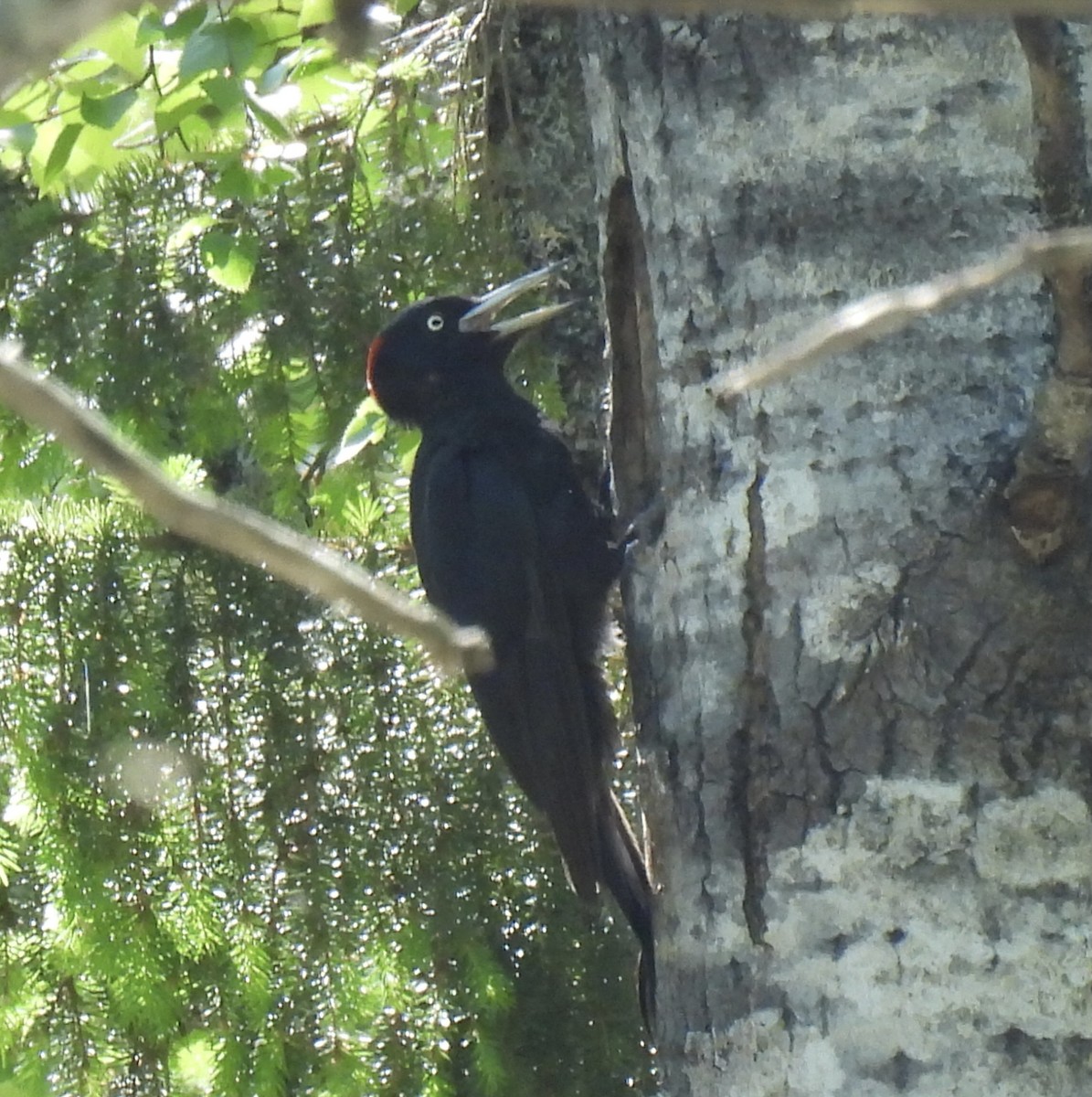 Black Woodpecker - ML620062656