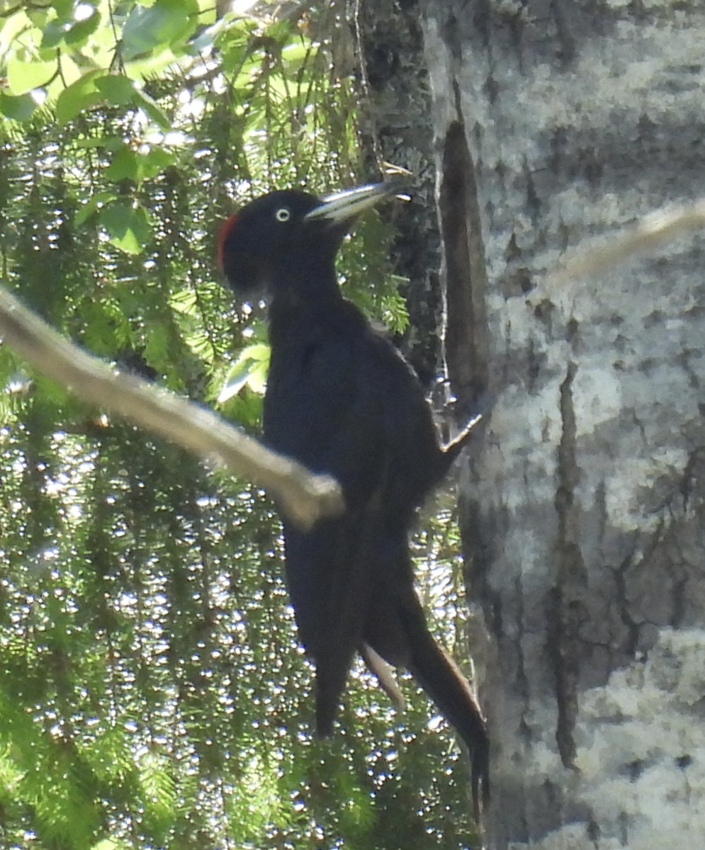 Black Woodpecker - ML620062657