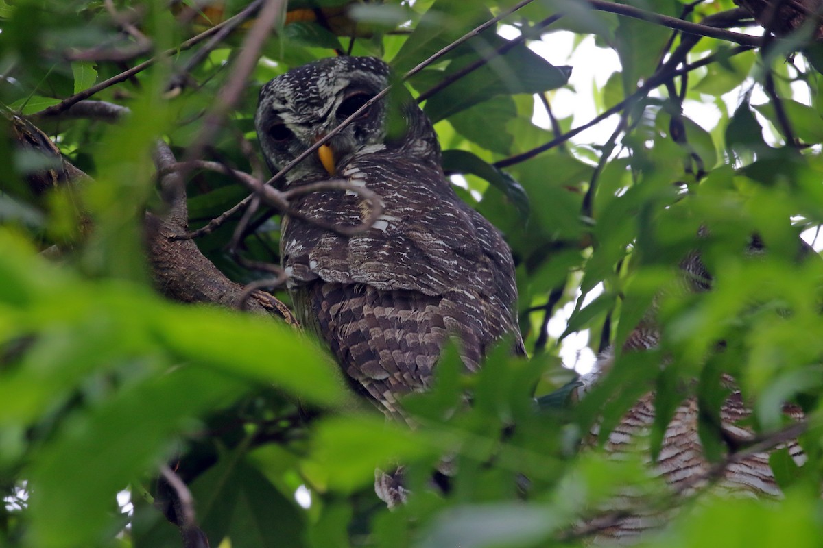 African Wood-Owl - ML620062677
