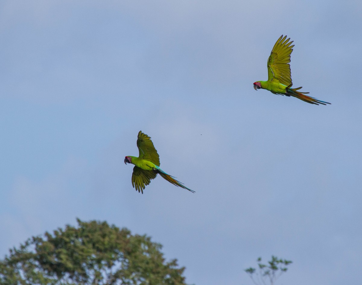 Great Green Macaw - Neville Wright
