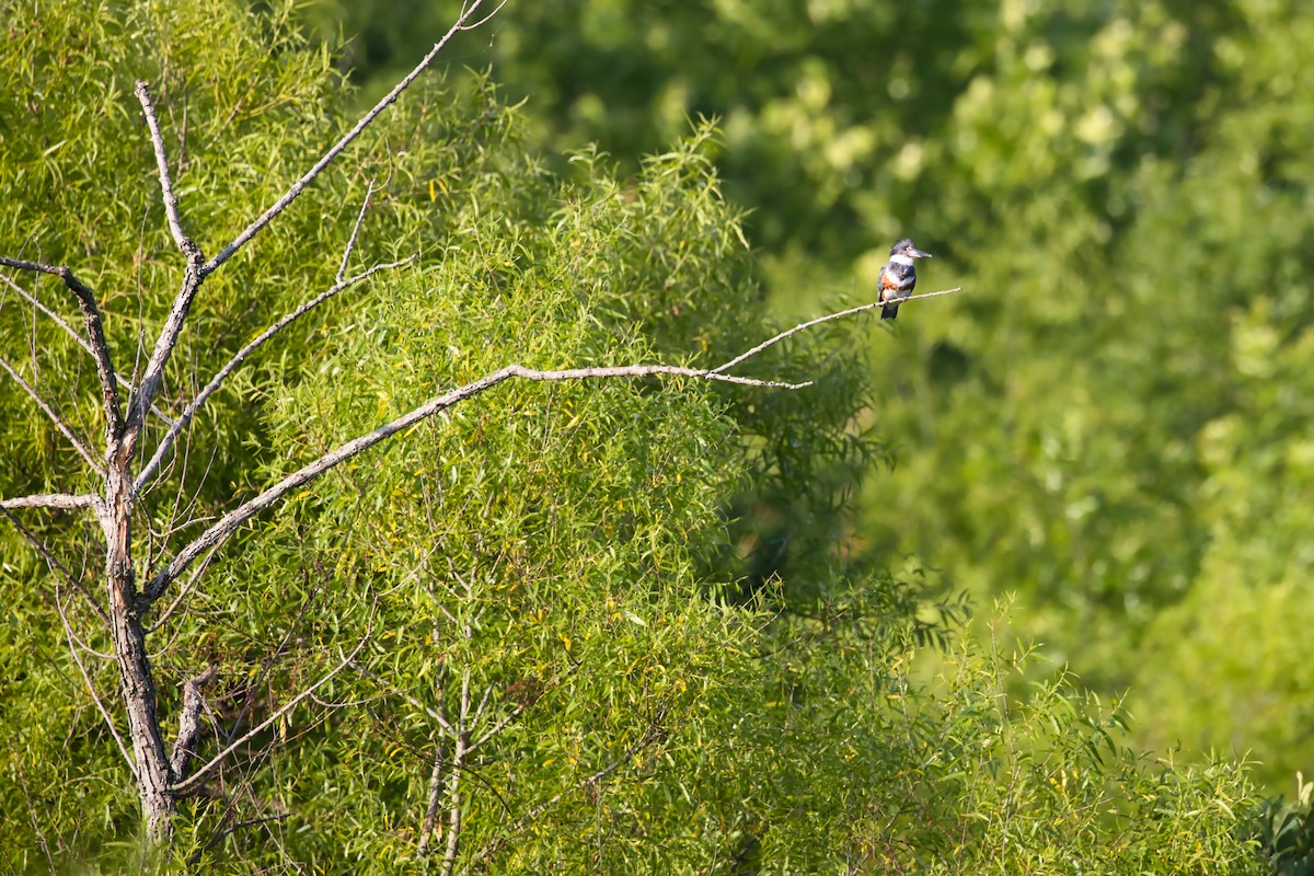 Belted Kingfisher - ML620062680