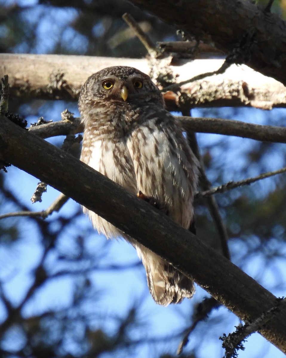 Eurasian Pygmy-Owl - ML620062685