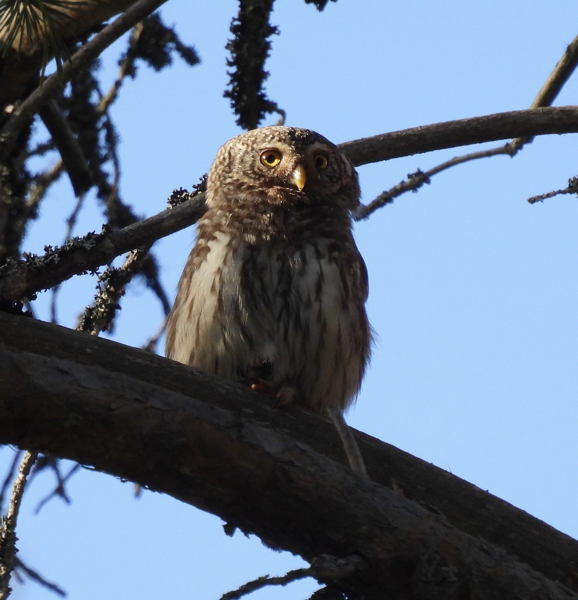 Eurasian Pygmy-Owl - ML620062687