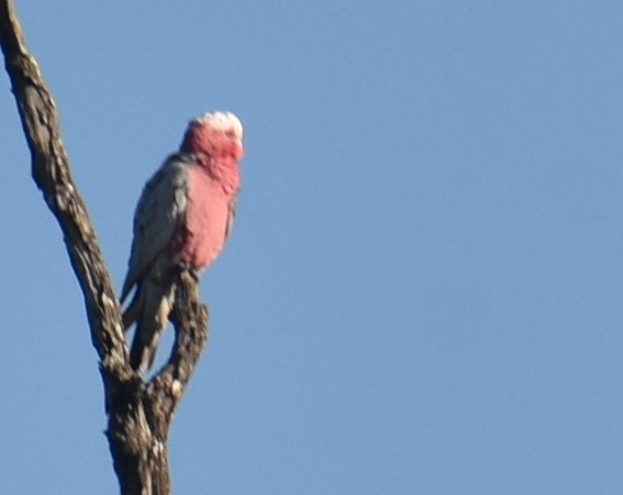 Cacatúa Galah - ML620062693