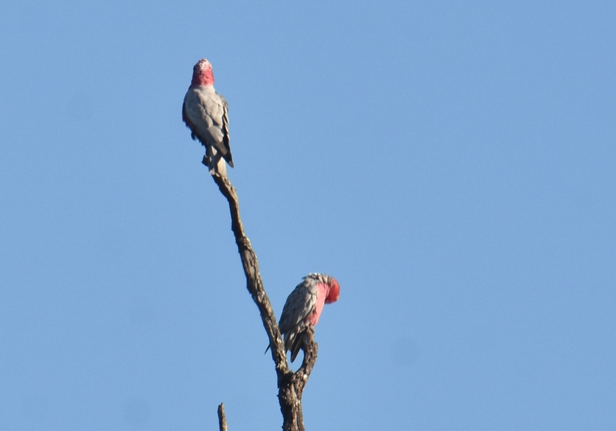 Cacatúa Galah - ML620062694