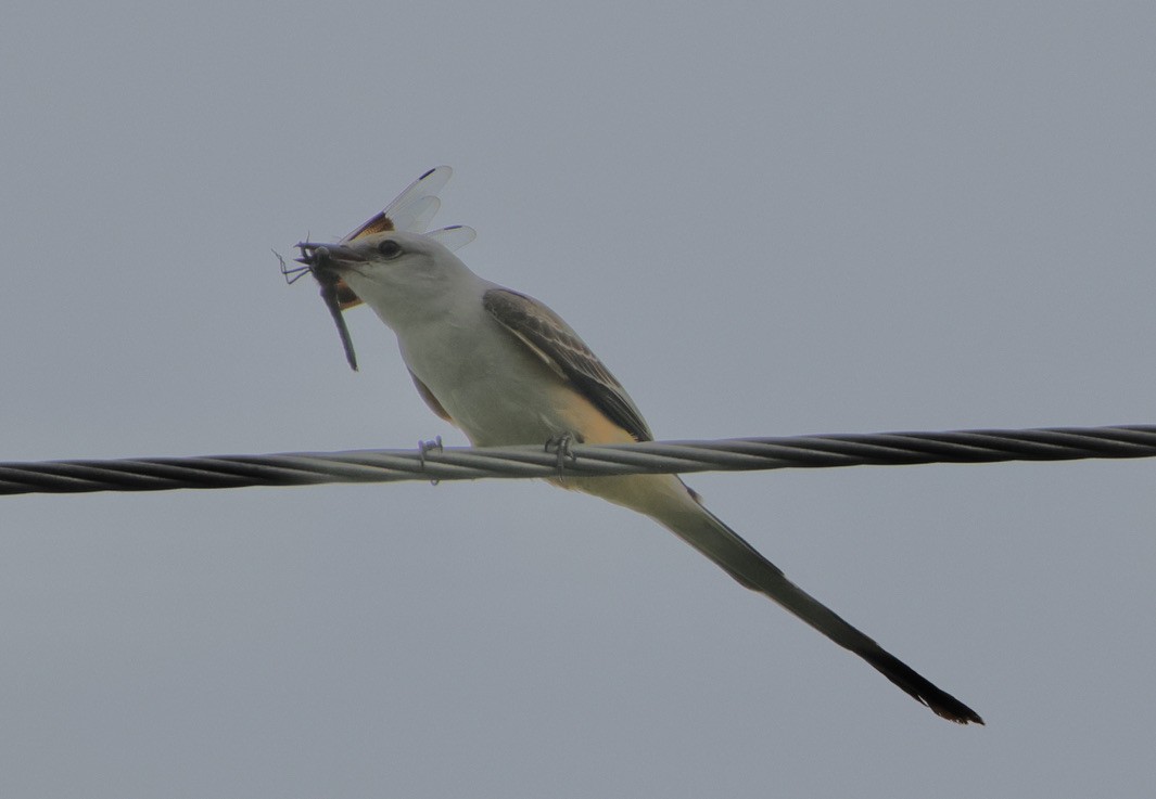 Scissor-tailed Flycatcher - ML620062705