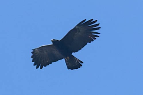 Black Eagle - ML620062706