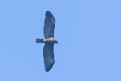 Black Eagle - ML620062708
