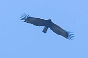 Black Eagle - ML620062709