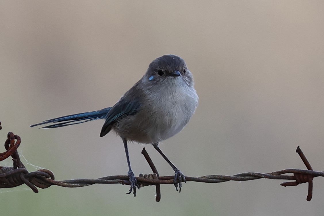 Purple-backed Fairywren - ML620062714