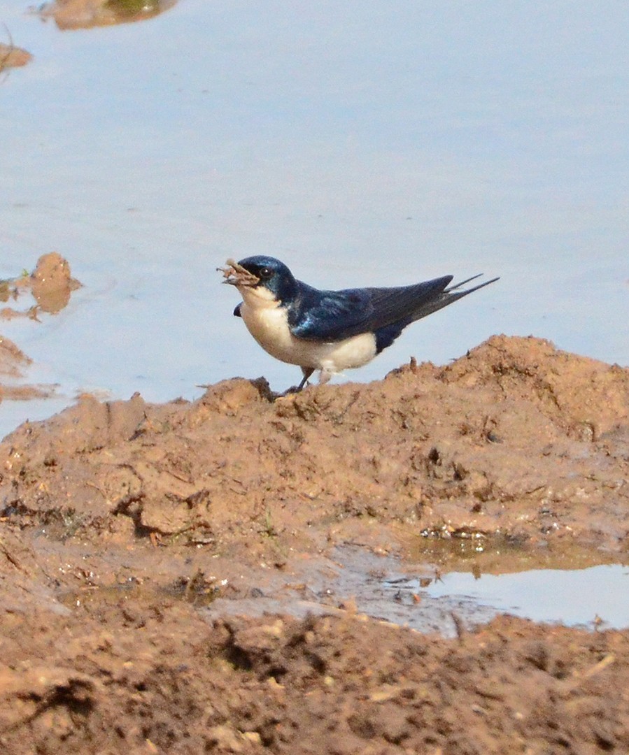 Pearl-breasted Swallow - ML620062720